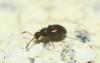 Euconnus sp.